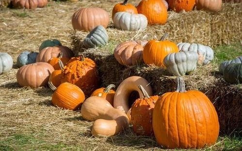 在局里吃瓜,揭秘局里吃瓜背后的故事