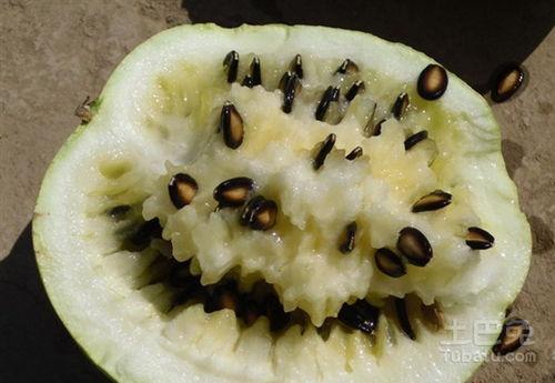 梦到自己吃籽瓜,籽瓜盛宴的奇幻之旅