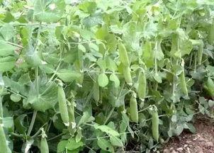 吃瓜偷豆角视频,一场吃瓜群众的围观盛宴