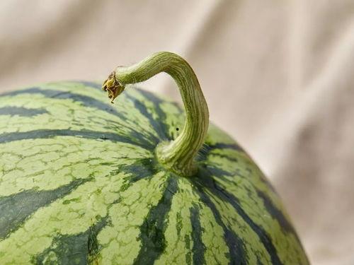 上海邻居吃瓜事件,邻里纠纷引发社会关注