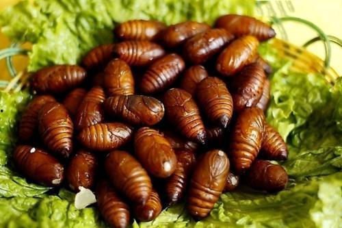 刘大瓜吃蚕蛹,舌尖上的极限挑战