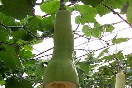 某厂vp吃瓜,一场职场风云的另类演绎