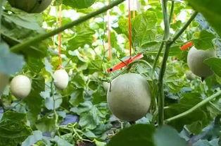 网纹瓜都能怎么吃,创意烹饪指南