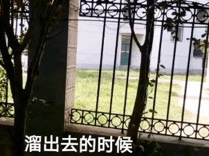 运城学院栏杆吃瓜,吃瓜群众的新打卡地