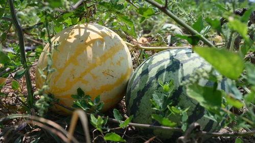 去球场吃瓜,瓜香四溢的欢乐时光