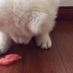 哇哈哈吃瓜,揭秘明星幕后故事