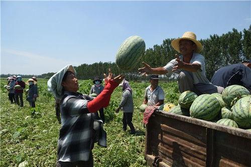 雄安吃瓜事件,揭秘网络谣言背后的真相与反思