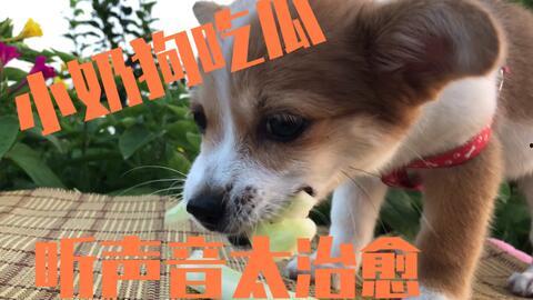 吃瓜的小狗照片,小狗的趣味日常