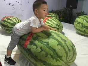 东营吃瓜事件,一场网络热议背后的真相与反思