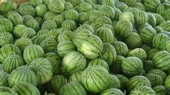 梦见去瓜地里吃瓜,瓜地寻味之旅