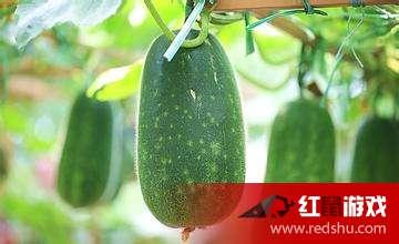 儿童吃瓜安全吗,营养与健康的双重考量