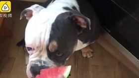 猫咪和狗吃瓜,宠物界的“吃瓜”风云